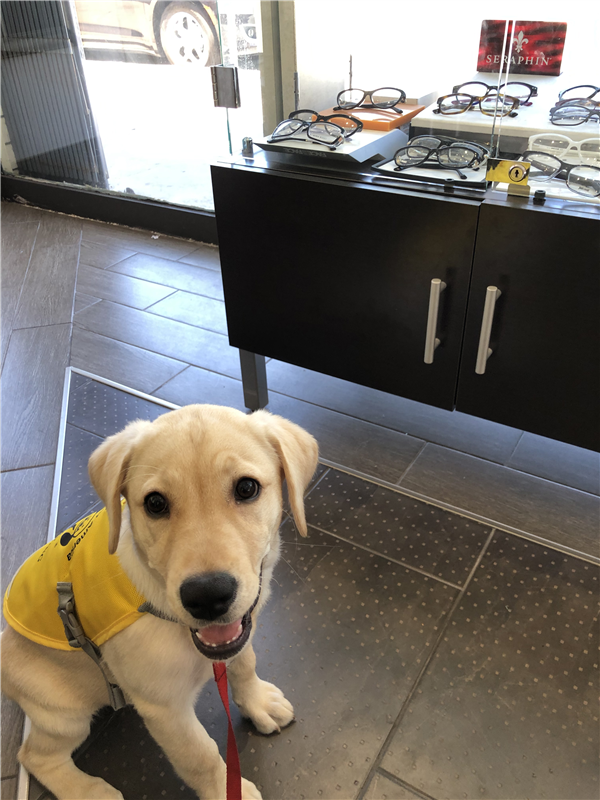 /Images/uploads/International Guiding Eyes Inc/gdapawsitivitycalendar/entries/20767thumb.jpg